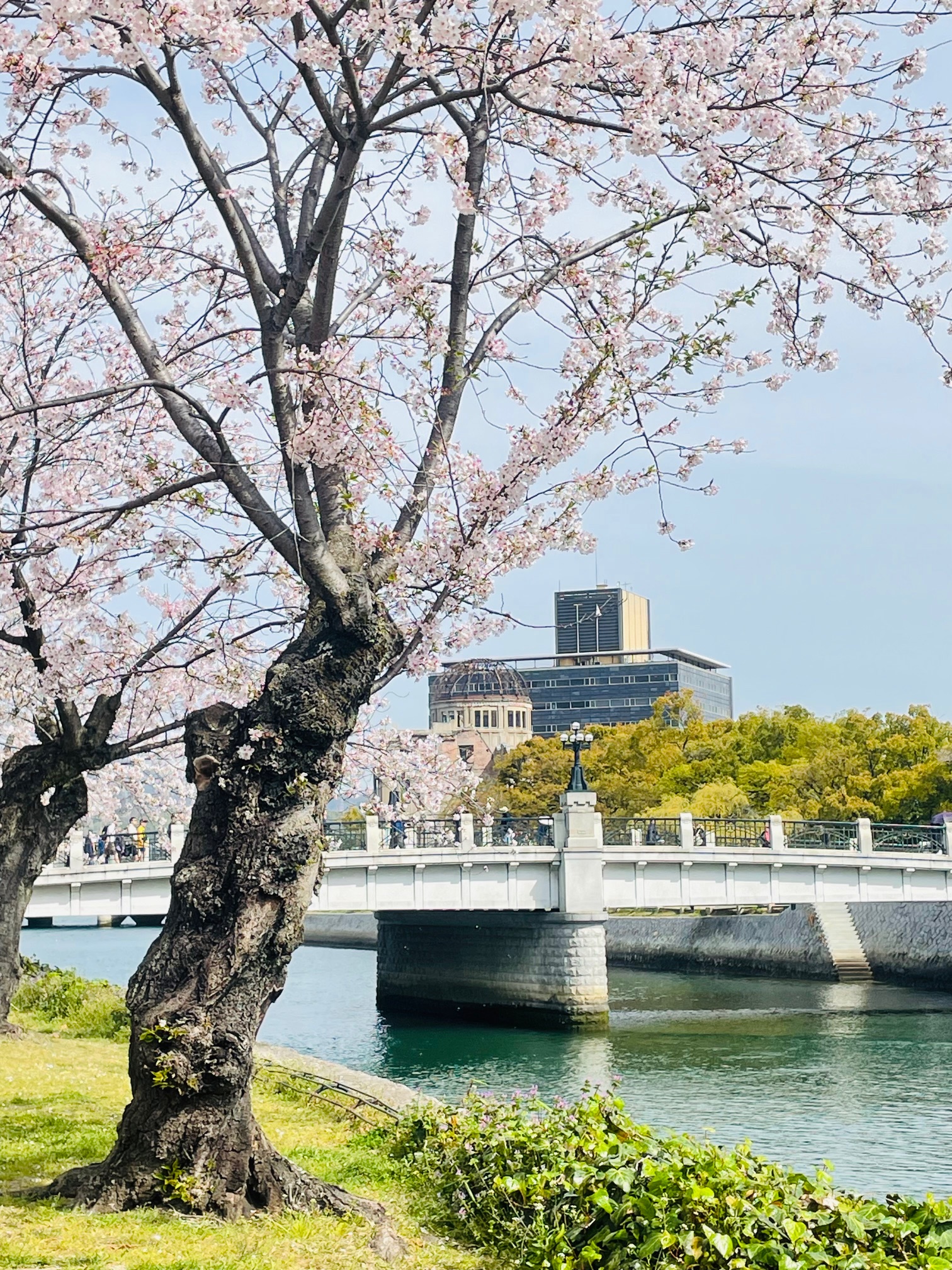 A serene spring scene with cherry blossoms in full bloom near a river, with the Hiroshima Peace Memorial Dome faintly visible in the background.
