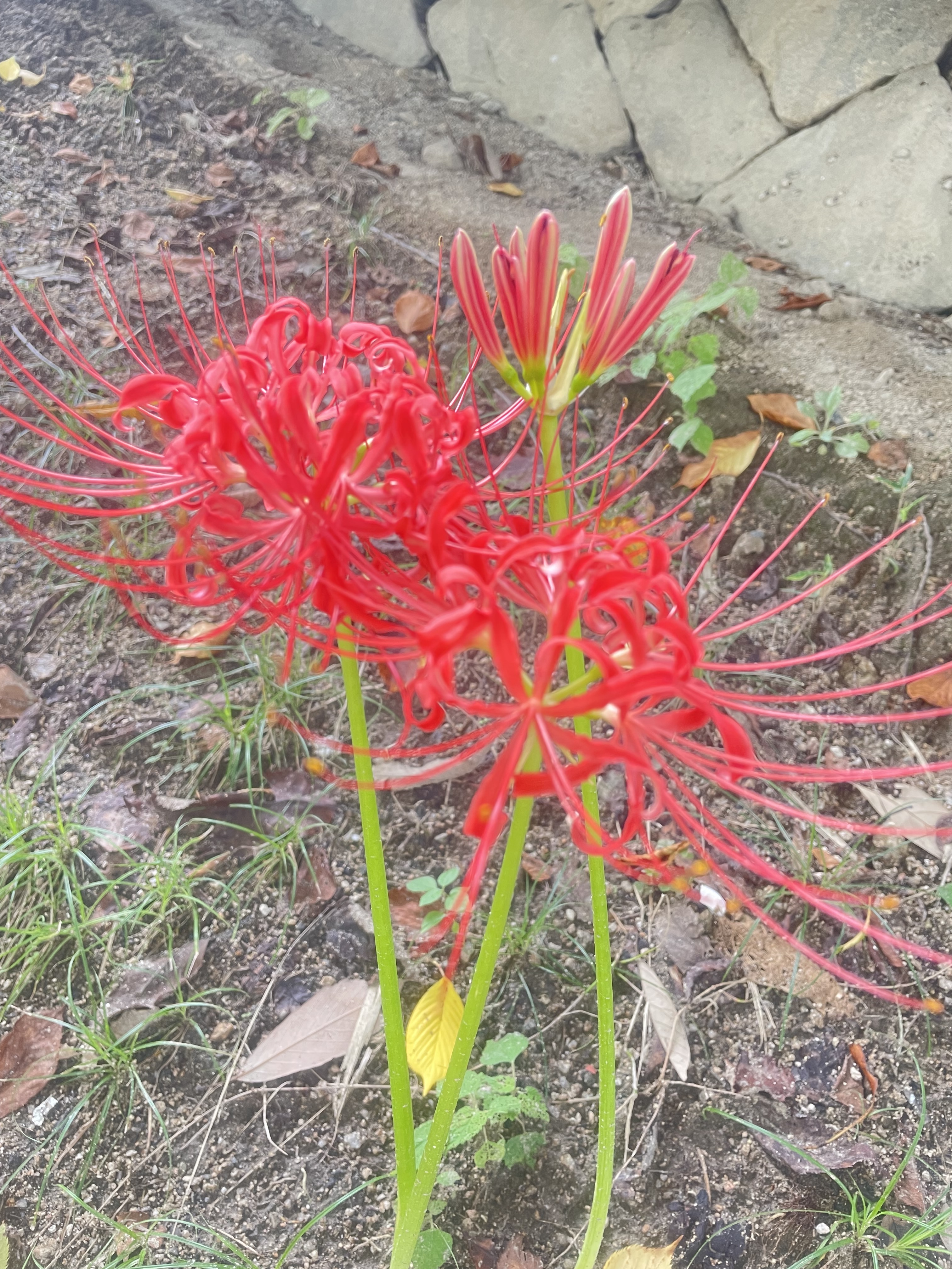 Red spider lilies (Higanbana) blooming in Japan on September 28, 2025, symbolizing autumn and remembrance.